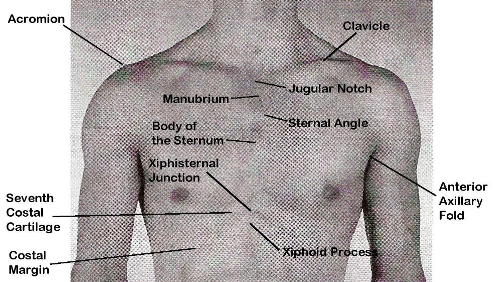 Electronic Dissection Manual - Blood Cardiovascular Block